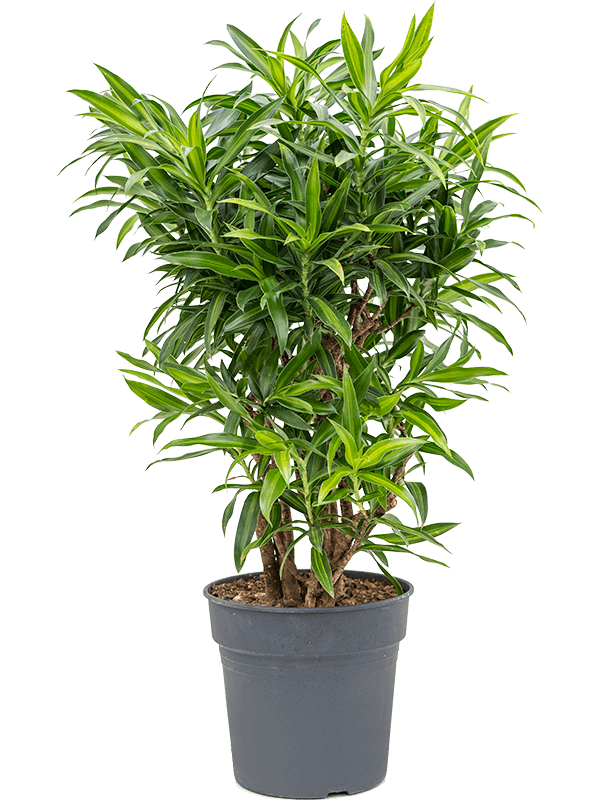 Planta naturala de interior Branched D55xH100cm Pleomele (Dracaena) reflexa 'Song of Jamaica' PS27/25cm in pamant