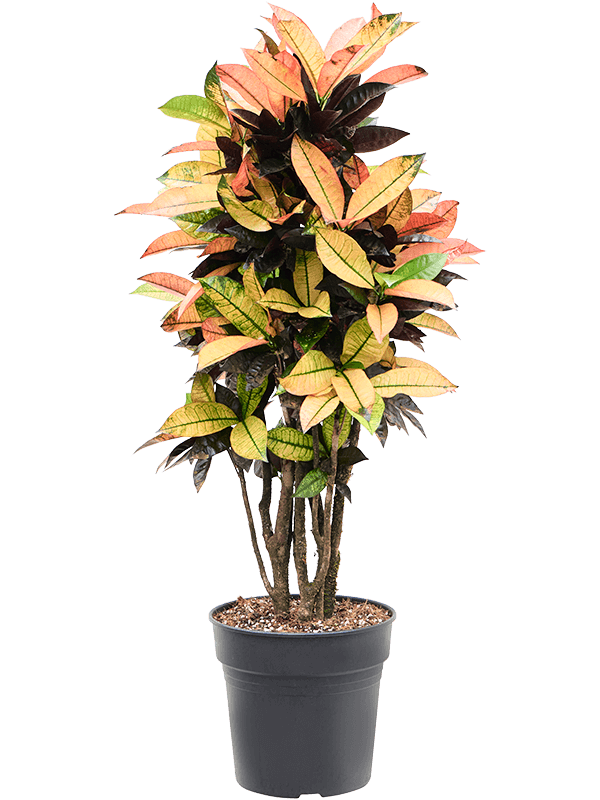 Planta naturala de interior Branched D55xH105cm Croton (Codiaeum) variegatum 'Mrs. Iceton' (105-135cm) PS27/25cm in pamant