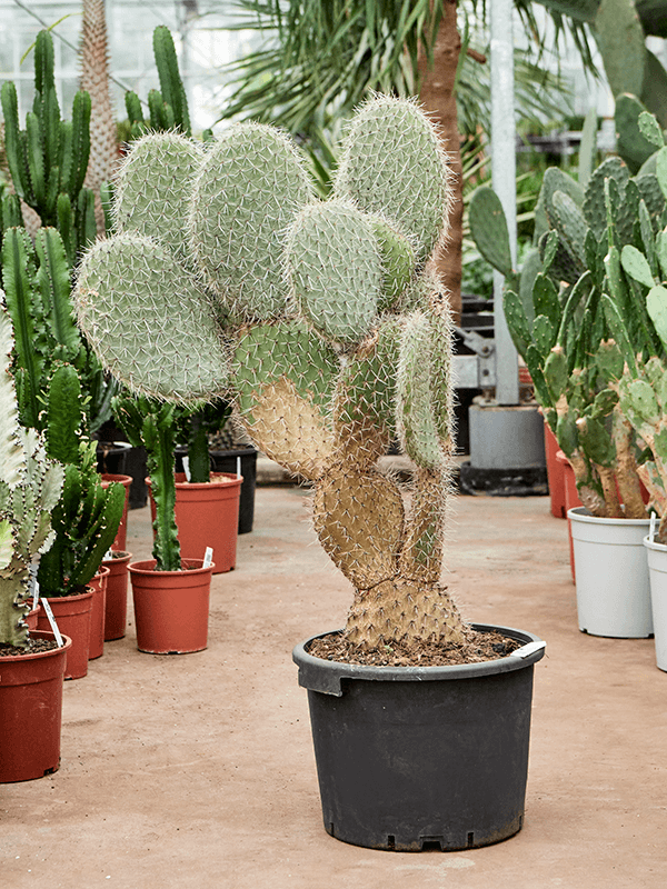 Planta naturala de interior Branched D55xH110cm Opuntia pailana PS36/28cm in pamant