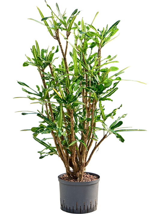 Planta naturala de interior Branched D55xH120cm Croton (Codiaeum) variegatum 'Banana' P25/19cm in hidrogranule