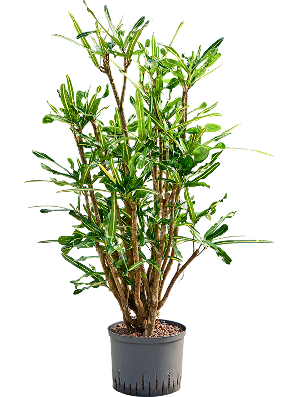 Planta naturala de interior Branched D55xH120cm Croton (Codiaeum) variegatum 'Banana' P25/19cm in hidrogranule