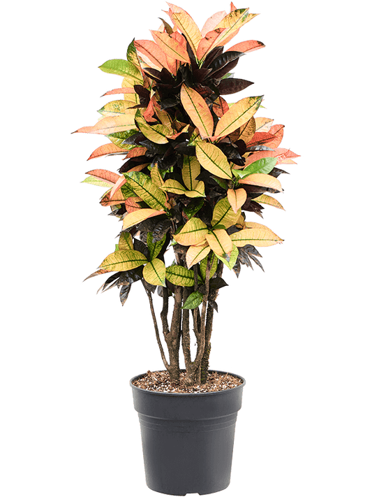 Planta naturala de interior Branched D55xH125cm Croton (Codiaeum) variegatum 'Mrs. Iceton' (105-135cm) PS27/25cm in pamant