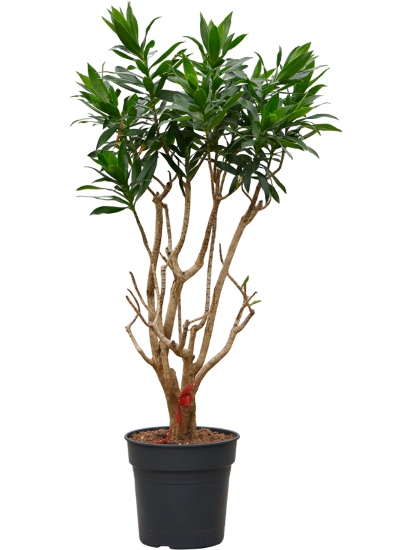 Planta naturala de interior Branched D55xH130cm Pleomele (Dracaena) reflexa PS30/27cm in pamant