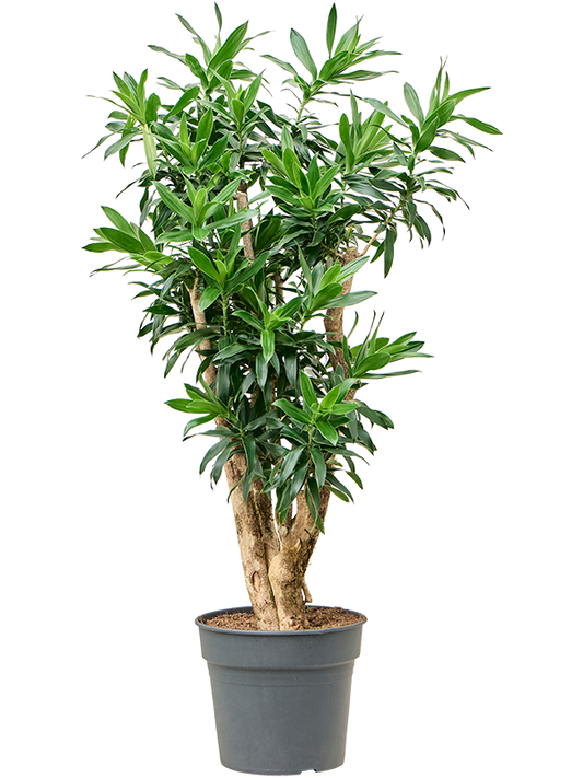 Planta naturala de interior Branched D55xH130cm Pleomele (Dracaena) reflexa PS34/30cm in pamant