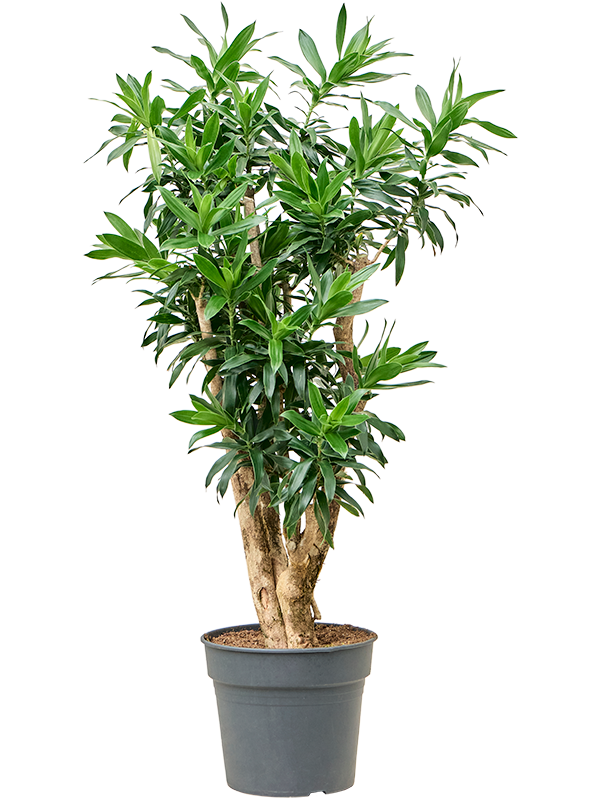 Planta naturala de interior Branched D55xH130cm Pleomele (Dracaena) reflexa PS34/30cm in pamant