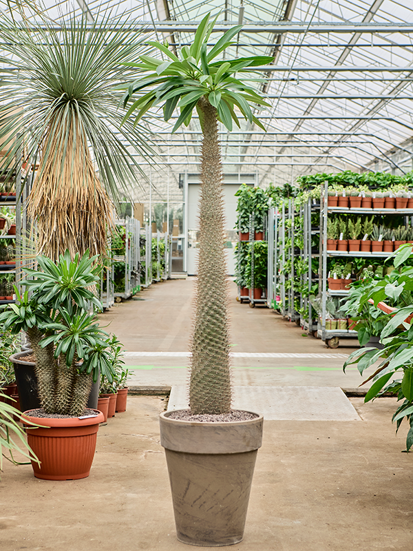 Planta naturala de interior Branched D55xH180cm Pachypodium lamerei (120-150) PS40/44cm in pamant