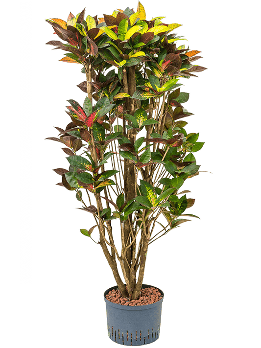 Planta naturala de interior Branched D55xH150cm Croton (Codiaeum) variegatum 'Mrs. Iceton' P28/19cm in hidrogranule