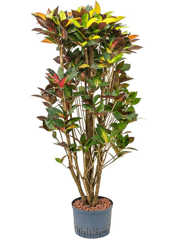 Planta naturala de interior Branched D55xH150cm Croton (Codiaeum) variegatum 'Mrs. Iceton' P28/19cm in hidrogranule