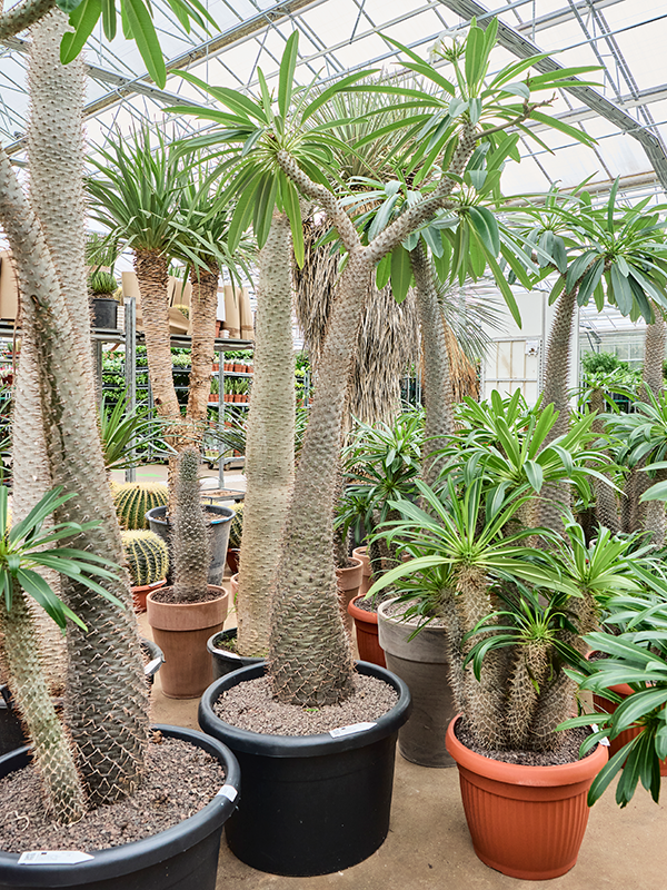 Planta naturala de interior Branched D55xH190cm Pachypodium lamerei PS55/41cm in pamant