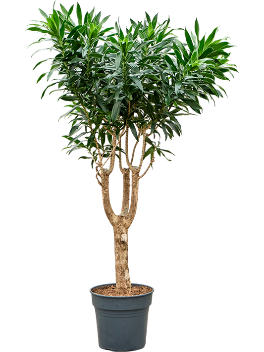 Planta naturala de interior Branched D55xH150cm Pleomele (Dracaena) reflexa PS30/27cm in pamant