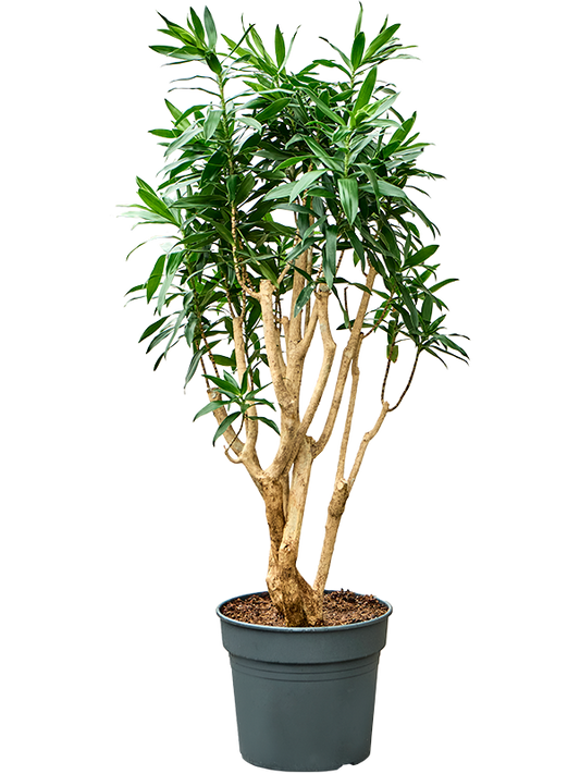 Planta naturala de interior Branched D55xH150cm Pleomele (Dracaena) reflexa PS38/32cm in pamant