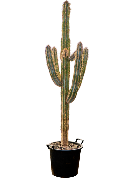 Planta naturala de interior Branched D55xH195cm Pilosocereus azureus PS40/33cm in pamant