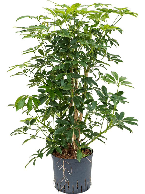 Planta naturala de interior Branched D55xH80cm Schefflera arboricola 'Compacta' P22/19cm in hidrogranule