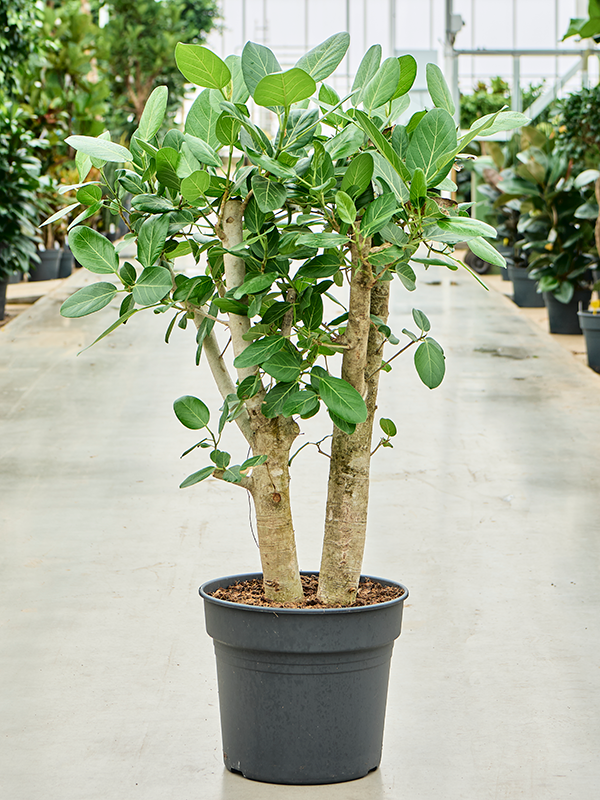 Planta naturala de interior Branched D60xH100cm Ficus benghalensis PS38/32cm in pamant