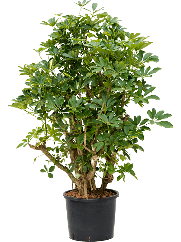 Planta naturala de interior Branched D60xH100cm Schefflera arboricola 'Gold Capella' P28/24cm in hidrogranule