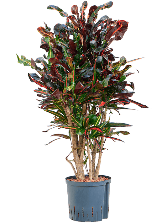 Planta naturala de interior Branched D60xH105cm Croton (Codiaeum) variegatum 'Mammi' P22/19cm in hidrogranule