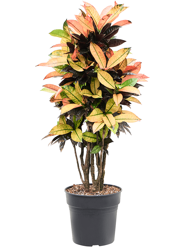 Planta naturala de interior Branched D60xH100cm Croton (Codiaeum) variegatum 'Mrs. Iceton' PS27/25cm in pamant