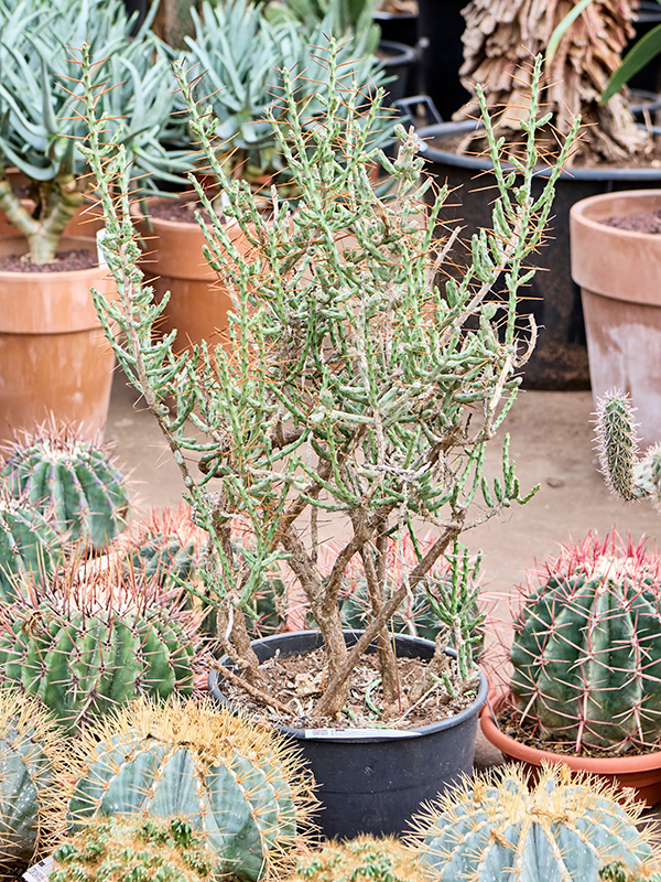 Planta naturala de interior Branched D60xH110cm Cylindropuntia leptocaulis PS30/26cm in pamant