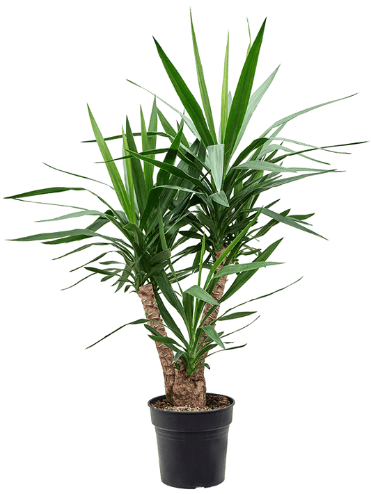 Planta naturala de interior Branched D60xH110cm Yucca elephantipes PS27/23cm in pamant