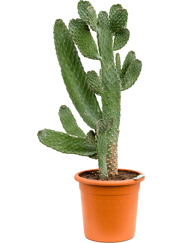 Planta naturala de interior Branched D60xH115cm Opuntia consolea PS29/26cm in pamant