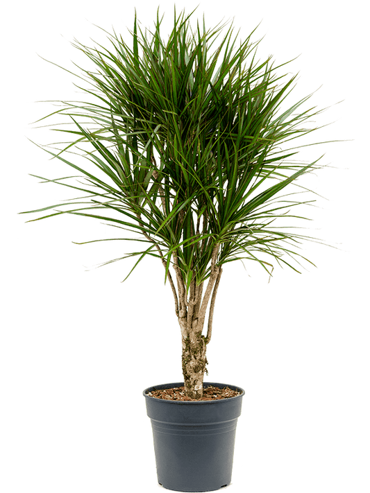 Planta naturala de interior Branched D60xH120cm Dracaena marginata PS27/25cm in pamant