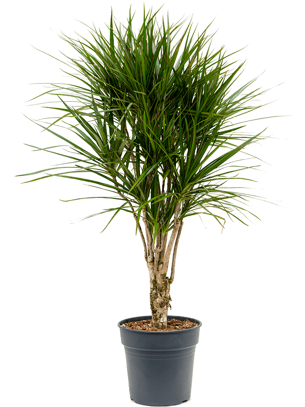 Planta naturala de interior Branched D60xH120cm Dracaena marginata PS27/25cm in pamant