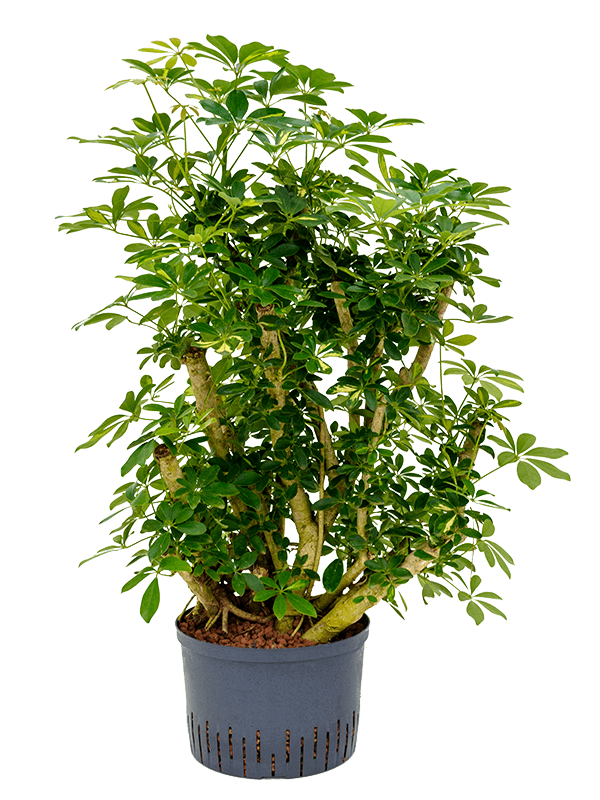 Planta naturala de interior Branched D60xH120cm Schefflera arboricola 'Gold Capella' P28/19cm in hidrogranule