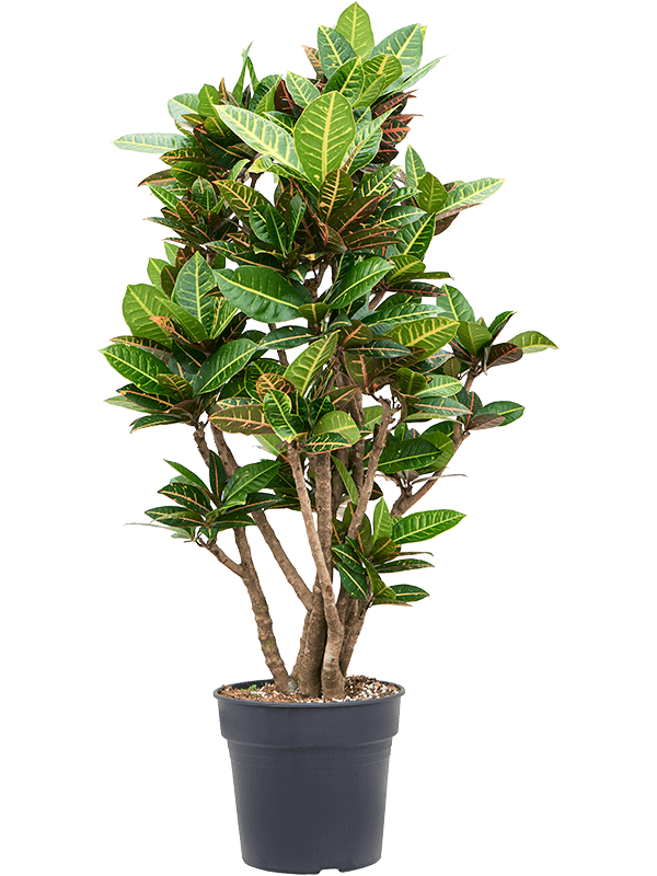 Planta naturala de interior Branched D60xH130cm Croton (Codiaeum) variegatum 'Petra' PS30/27cm in pamant