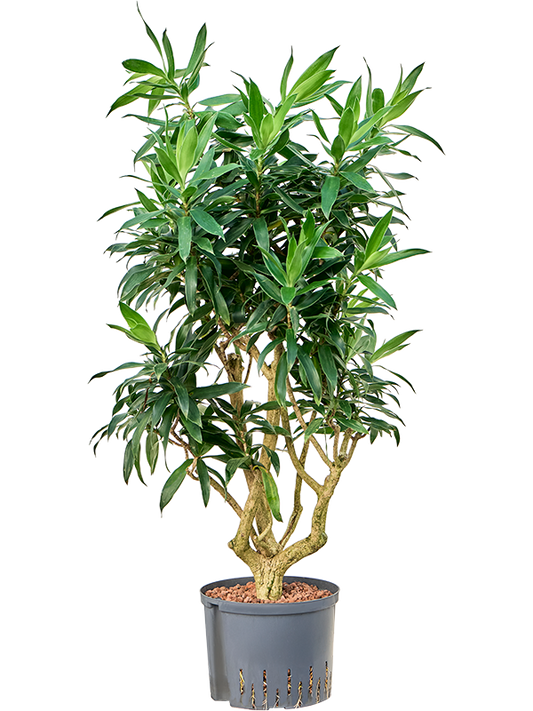 Planta naturala de interior Branched D60xH130cm Pleomele (Dracaena) reflexa P25/19cm in hidrogranule