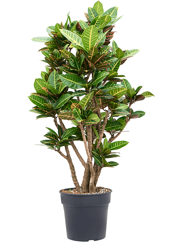 Planta naturala de interior Branched D60xH140cm Croton (Codiaeum) variegatum 'Petra' PS30/27cm in pamant