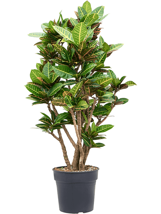 Planta naturala de interior Branched D60xH140cm Croton (Codiaeum) variegatum 'Petra' PS30/27cm in pamant
