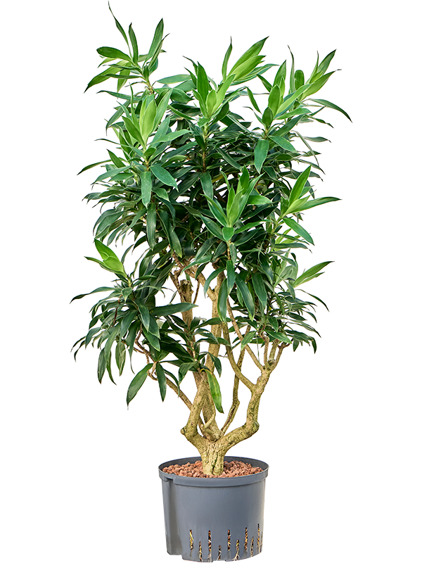 Planta naturala de interior Branched D60xH140cm Pleomele (Dracaena) reflexa P25/19cm in hidrogranule