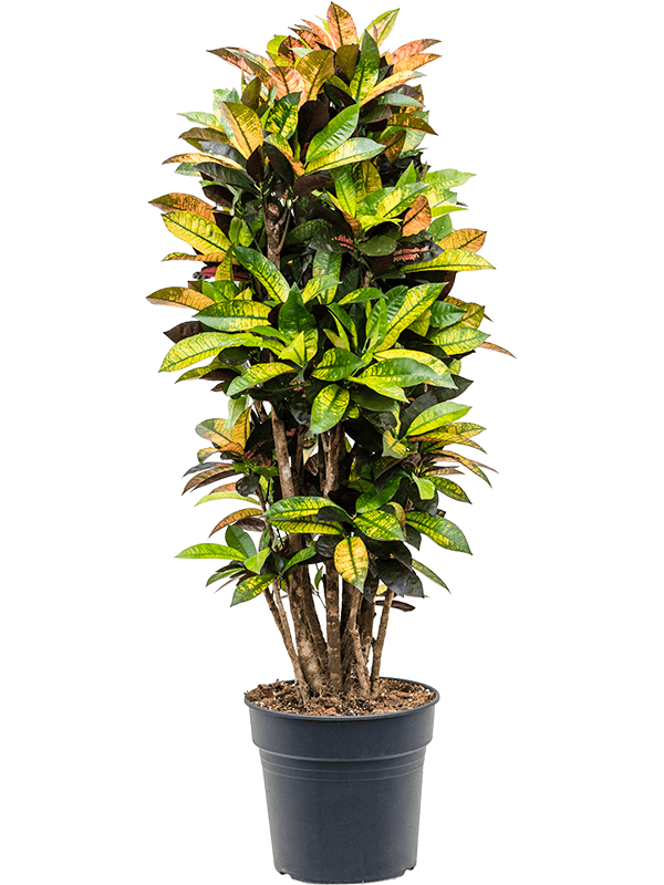 Planta naturala de interior Branched D60xH145cm Croton (Codiaeum) variegatum 'Mrs. Iceton' PS30/27cm in pamant