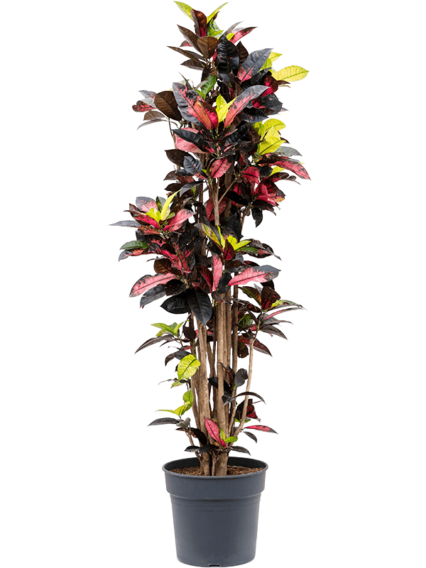 Planta naturala de interior Branched D60xH170cm Croton (Codiaeum) variegatum 'Mrs. Iceton' PS34/30cm in pamant