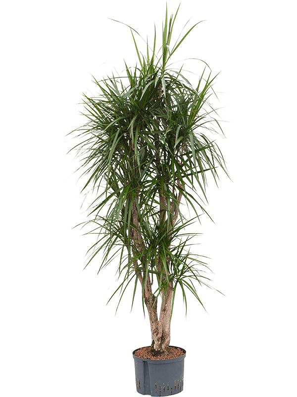 Planta naturala de interior Branched D60xH170cm Dracaena marginata P28/19cm in hidrogranule