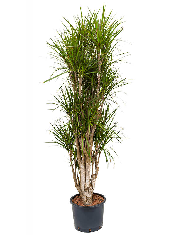 Planta naturala de interior Branched D60xH170cm Dracaena marginata P30/26cm in hidrogranule