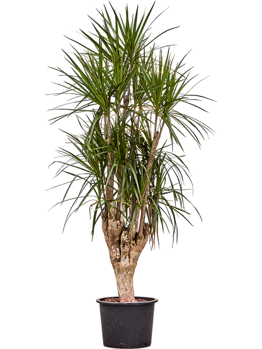 Planta naturala de interior Branched D60xH170cm Dracaena marginata P32/26cm in hidrogranule