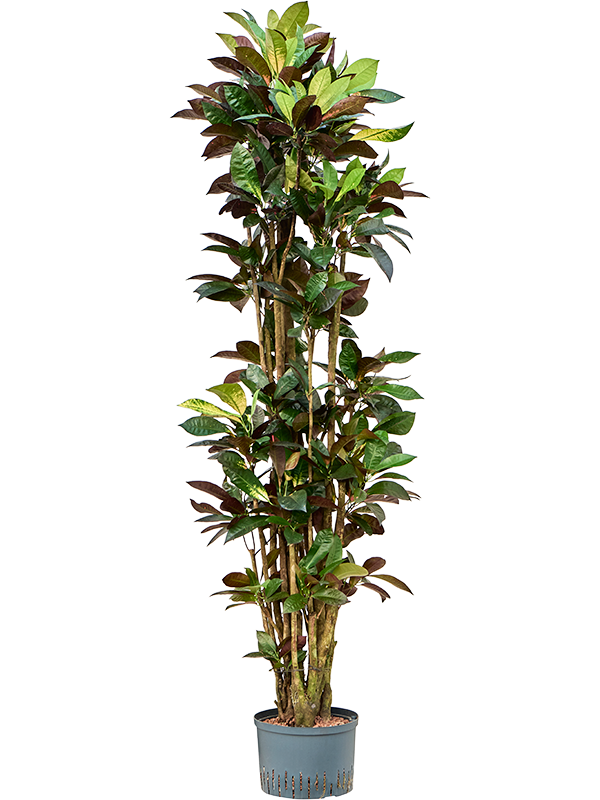 Planta naturala de interior Branched D60xH190cm Croton (Codiaeum) variegatum 'Mrs. Iceton' P28/19cm in hidrogranule