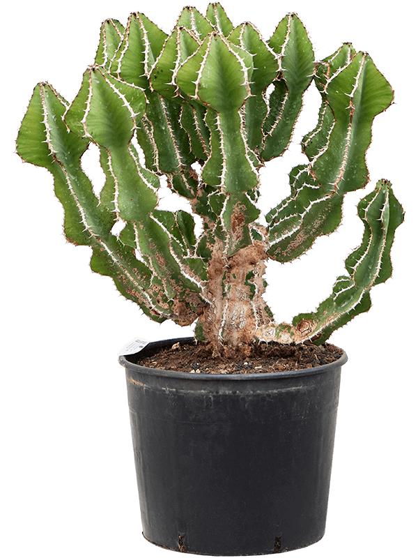 Planta naturala de interior Branched D60xH80cm Euphorbia fortissima (65-75) PS30/26cm in pamant