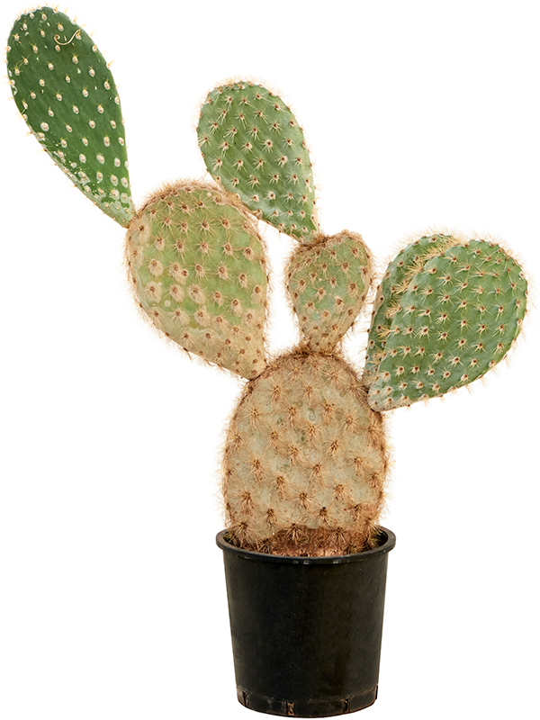 Planta naturala de interior Branched D60xH80cm Opuntia galapageia (60-80) PS24/21cm in pamant