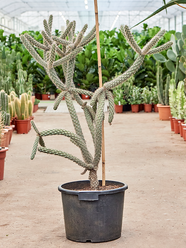 Planta naturala de interior Branched D65xH110cm Cylindropuntia spinosior PS35/29cm in pamant