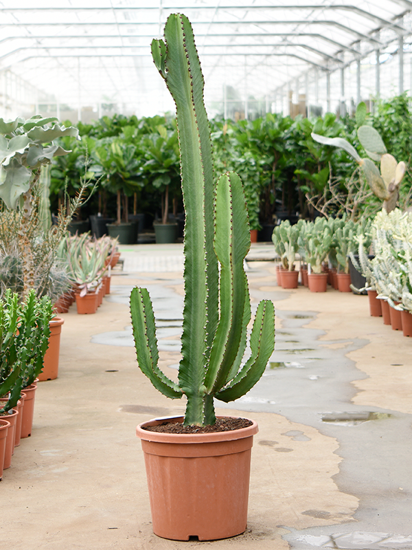 Planta naturala de interior Branched D65xH140cm Euphorbia ingens PS35/32cm in pamant