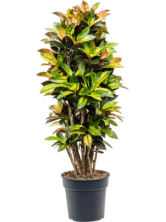 Planta naturala de interior Branched D65xH145cm Croton (Codiaeum) variegatum 'Mrs. Iceton' PS30/27cm in pamant