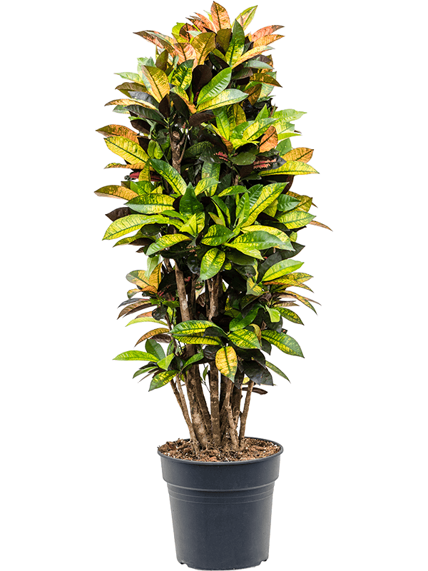 Planta naturala de interior Branched D65xH145cm Croton (Codiaeum) variegatum 'Mrs. Iceton' PS30/27cm in pamant