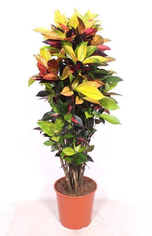 Planta naturala de interior Branched D65xH160cm Croton (Codiaeum) variegatum 'Mrs. Iceton' P30cm in pamant