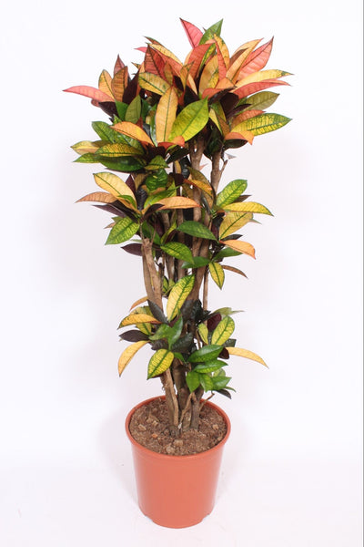 Planta naturala de interior Branched D65xH160cm Croton (Codiaeum) variegatum 'Mrs. Iceton' P30cm in pamant