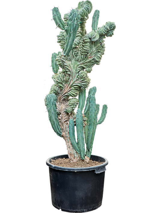 Planta naturala de interior Branched D65xH160cm Myrtillocactus geometrizans 'Cristata' PS45/36cm in pamant