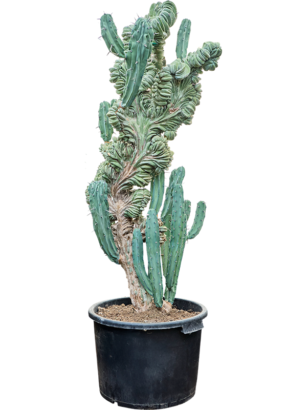 Planta naturala de interior Branched D65xH160cm Myrtillocactus geometrizans &