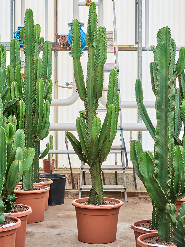 Planta naturala de interior Branched D65xH190cm Euphorbia ingens PS40/34cm in pamant