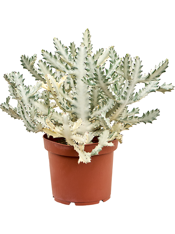 Planta naturala de interior Branched D65xH75cm Euphorbia lactea 'Ghost' PS26/23cm in pamant